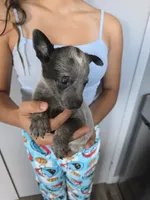 Mr. Blue , a male Australian Cattle Dog for sale in Victorville, CA – 1 of 2