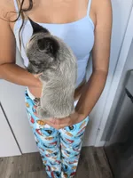 Mr. Blue , a male Australian Cattle Dog for sale in Victorville, CA – 2 of 2