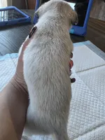 processed/481ecd5b-8c93-4474-b883-3b23f383783c/listing/976d1e5e-c3c5-4a93-af5e-12acd6befac8/5f1dcfb1-120a-4ad0-a1c5-c0c9554482d8