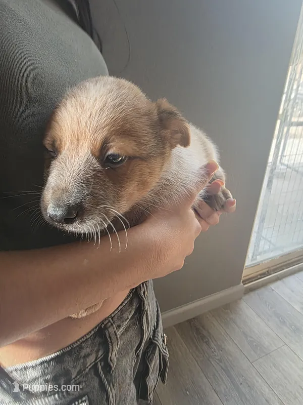 MR. RED – Australian Cattle Dog puppy for sale in Victorville, CA