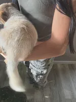 MR. RED, a male Australian Cattle Dog for sale in Victorville, CA – Photo 4 of 4