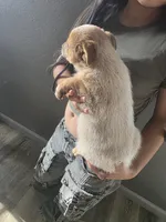 MR. RED, a male Australian Cattle Dog for sale in Victorville, CA – Photo 2 of 4