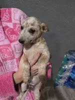 Ms. Red, a female Australian Cattle Dog for sale in Victorville, CA – Photo 2 of 7