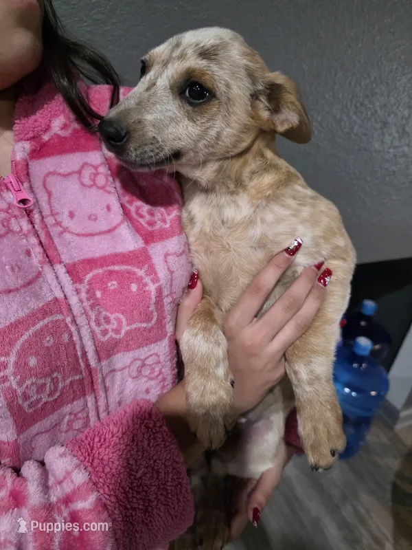 Ms. Red, a female Australian Cattle Dog for sale in Victorville, CA – Photo 1 of 7