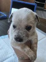 Ms. Red, a female Australian Cattle Dog for sale in Victorville, CA – Photo 6 of 7