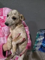 Ms. Red, a female Australian Cattle Dog for sale in Victorville, CA – Photo 3 of 7