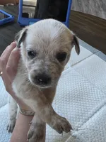 Ms. Red, a female Australian Cattle Dog for sale in Victorville, CA – Photo 7 of 7
