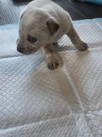 Ms. Red, a female Australian Cattle Dog for sale in Victorville, CA – Photo 5 of 7