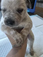 Ms. Red, a female Australian Cattle Dog for sale in Victorville, CA – Photo 4 of 7