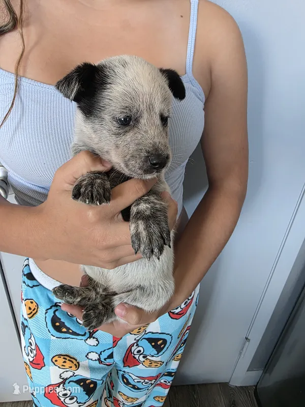 Mr .Jack  – Australian Cattle Dog puppy for sale in Victorville, CA
