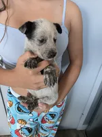 Mr .Jack , a male Australian Cattle Dog for sale in Victorville, CA – 1 of 2