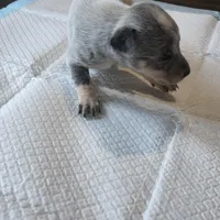 Ms. Lady, a female Australian Cattle Dog for sale in Victorville, CA – Photo 5 of 6