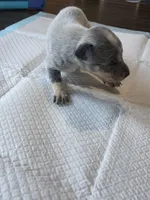 Ms. Lady, a female Australian Cattle Dog for sale in Victorville, CA – Photo 5 of 6