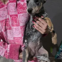Ms. Lady, a female Australian Cattle Dog for sale in Victorville, CA – Photo 1 of 6