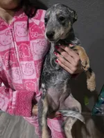 Ms. Lady, a female Australian Cattle Dog for sale in Victorville, CA – Photo 1 of 6