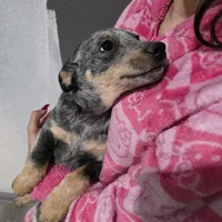 Ms. Lady, a female Australian Cattle Dog for sale in Victorville, CA – Photo 3 of 6