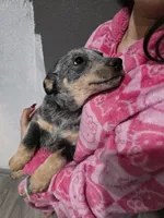 Ms. Lady, a female Australian Cattle Dog for sale in Victorville, CA – Photo 3 of 6