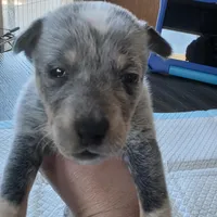 Ms. Lady, a female Australian Cattle Dog for sale in Victorville, CA – Photo 4 of 6