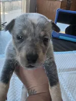 Ms. Lady, a female Australian Cattle Dog for sale in Victorville, CA – Photo 4 of 6