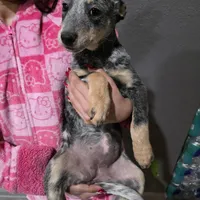 Ms. Lady, a female Australian Cattle Dog for sale in Victorville, CA – Photo 2 of 6
