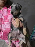 Ms. Lady, a female Australian Cattle Dog for sale in Victorville, CA – Photo 2 of 6