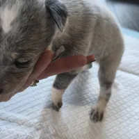 Ms. Lady, a female Australian Cattle Dog for sale in Victorville, CA – Photo 6 of 6