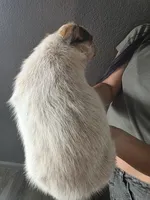 MS BLACK DOT, a female Australian Cattle Dog for sale in Victorville, CA – Photo 3 of 4