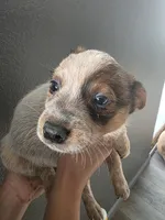 MS BLACK DOT, a female Australian Cattle Dog for sale in Victorville, CA – Photo 2 of 4