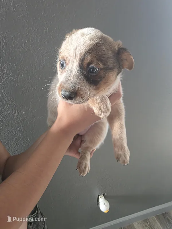 MS BLACK DOT – Australian Cattle Dog puppy for sale in Victorville, CA