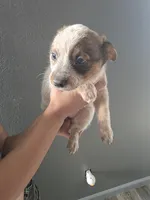 MS BLACK DOT, a female Australian Cattle Dog for sale in Victorville, CA – Photo 1 of 4