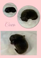 Cocoa, a female Pomeranian for sale in Jena, LA – 1 of 1