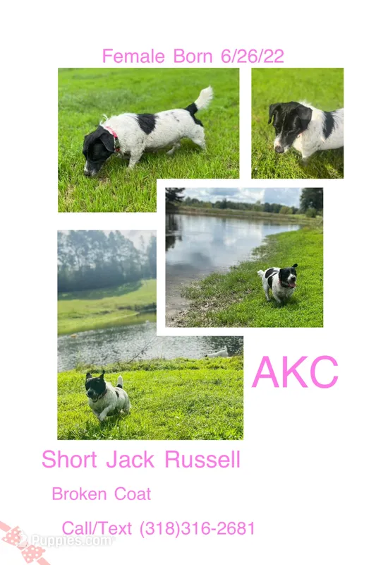 Domino, a female Jack Russell Terrier for sale in Jena, LA – Photo 1 of 1