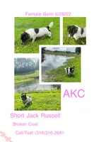 Domino, a female Jack Russell Terrier for sale in Jena, LA – 1 of 1