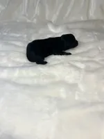 Lousie, a female Pomeranian for sale in Jena, LA – Photo 4 of 8