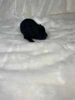 Lousie, a female Pomeranian for sale in Jena, LA – Photo 6 of 8