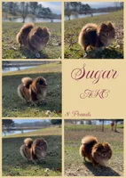 Lousie, a female Pomeranian for sale in Jena, LA – Photo 8 of 8