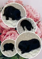 Lousie, a female Pomeranian for sale in Jena, LA – Photo 2 of 8