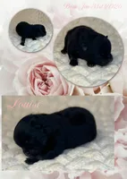 Lousie, a female Pomeranian for sale in Jena, LA – Photo 1 of 8