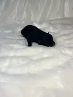 Lousie, a female Pomeranian for sale in Jena, LA – Photo 3 of 8