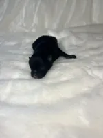 Lousie, a female Pomeranian for sale in Jena, LA – Photo 5 of 8