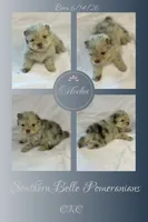 Mocha, a male Pomeranian for sale in Jena, LA – 1 of 6