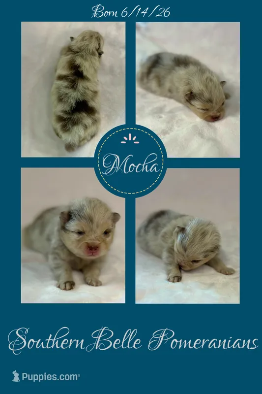 Mocha – Pomeranian puppy for sale in Jena, LA