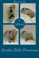 Mocha, a male Pomeranian for sale in Jena, LA – 2 of 6