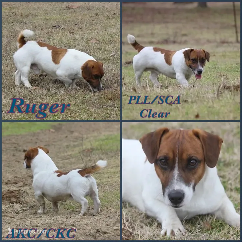Harley x Ruger litter.  – Jack Russell Terrier puppy for sale in Jena, LA