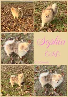 Mocha, a male Pomeranian for sale in Jena, LA – 2 of 3