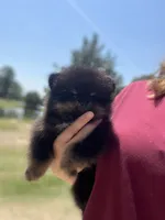 River, a female Pomeranian for sale in Jena, LA – 4 of 7