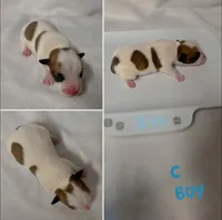 Puppy C, a male Jack Russell Terrier for sale in Jena, LA – Photo 4 of 6