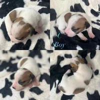 Puppy C, a male Jack Russell Terrier for sale in Jena, LA – Photo 5 of 6