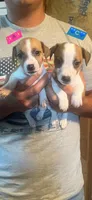 Puppy C, a male Jack Russell Terrier for sale in Jena, LA – Photo 2 of 6