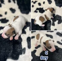 Puppy C, a male Jack Russell Terrier for sale in Jena, LA – Photo 6 of 6